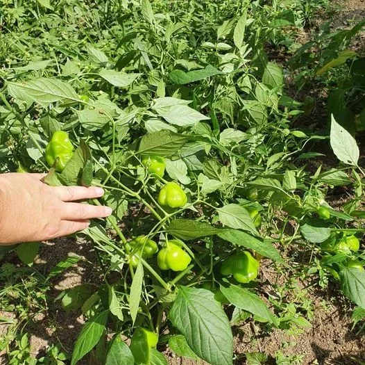 Imagem CHACARA RESIDENCIAL em TIJUCAS DO SUL - PR, Tijucas do Sul