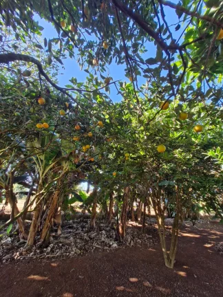 Imagem CHÁCARA À VENDA - JARDIM CANANÉIA