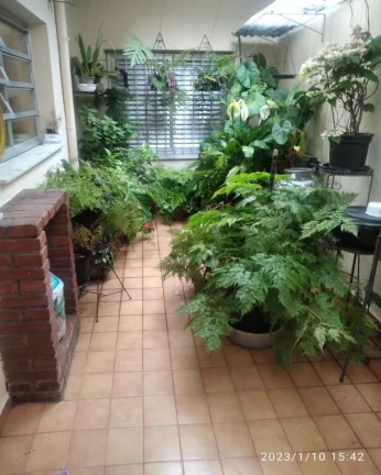 Imagem Linda casa Butantã