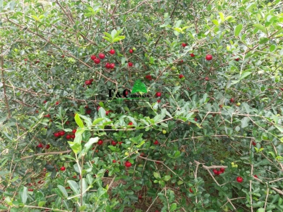 Imagem Chácara Condomínio para Venda em Limeira, Bairro dos Pires, 2 dormitórios, 2 banheiros, 1 vaga