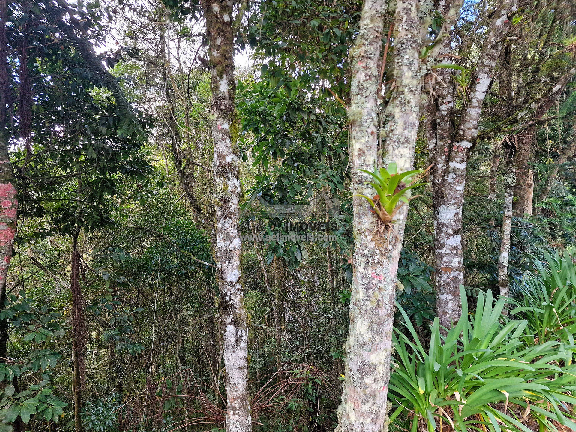Imagem Terreno à venda em Campos do Jordão – Com vista para linda área verde