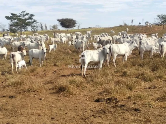 Imagem Fazenda à venda finalidade pecuaria formada, localizada na Região do Rio Manso , Chapada dos Guimarães - MT
