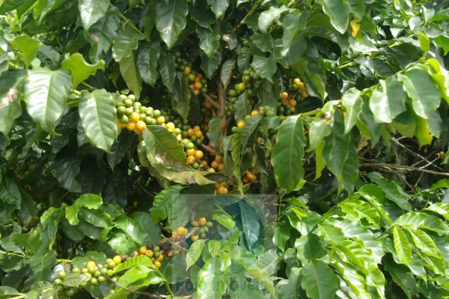 Sítio 5 alqueires para café, sem geada Café plantado, casa, energia e água.