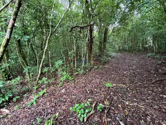Imagem Hectares no Sul, Area de terra no RS, Hectare em maquine, RS