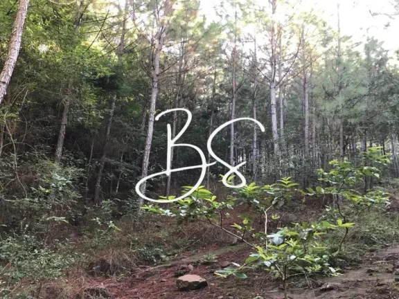 Imagem AREA RURAL em SANTO ANTÔNIO DA PATRULHA - RS, Pinheirinhos