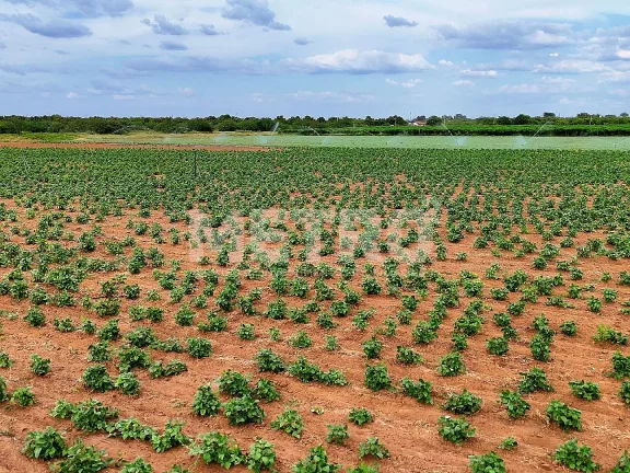 Imagem Fazenda com 116ha, Casa, Galpão, 25ha plantados e mais 32 prontos para plantar