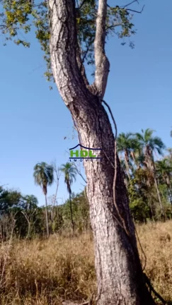 Imagem Fazenda com 258,5 Aqls em Coxim/MS