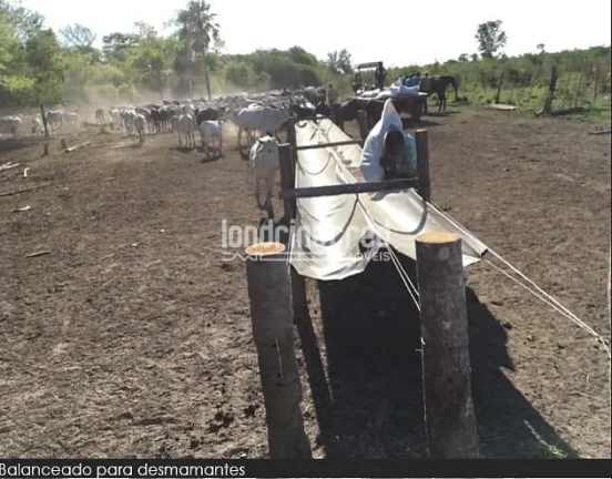 Imagem Fazenda à Venda no Paraguai por 900 dólares por hectare com Alto Potencial Pecuário