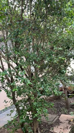 Imagem Casa para Venda em Itanhaém, Cibratel II, 4 dormitórios, 1 suíte, 2 banheiros, 2 vagas