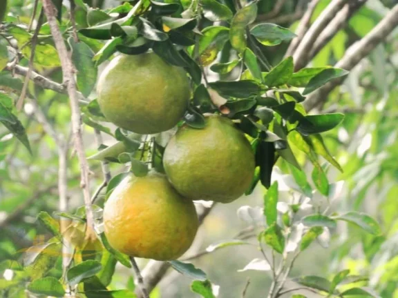 Imagem Vendo Sítio em Sapucaia com 190 Mil Mts²