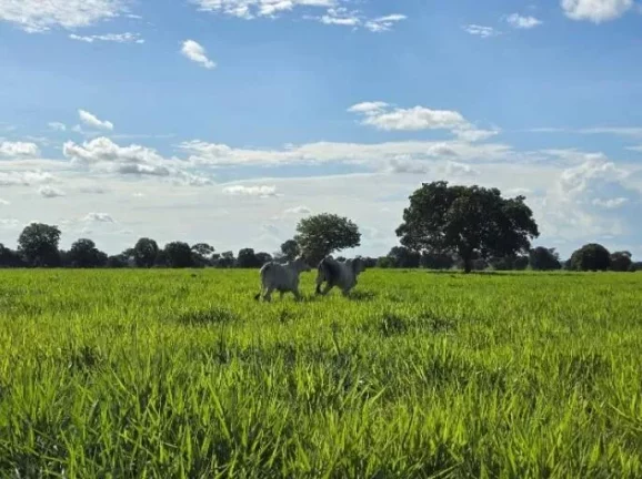 Imagem Oportunidade Única: Fazenda Espetacular à Venda! Mundo Novo GO.