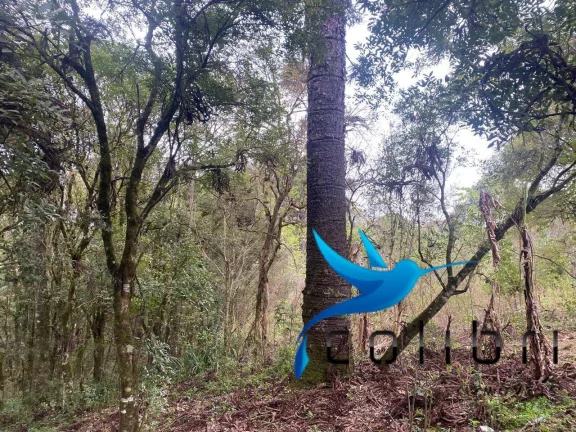 Imagem Chácara com 2 Quartos à Venda, 16.790 m² em Rio Da Várzea - Quitandinha