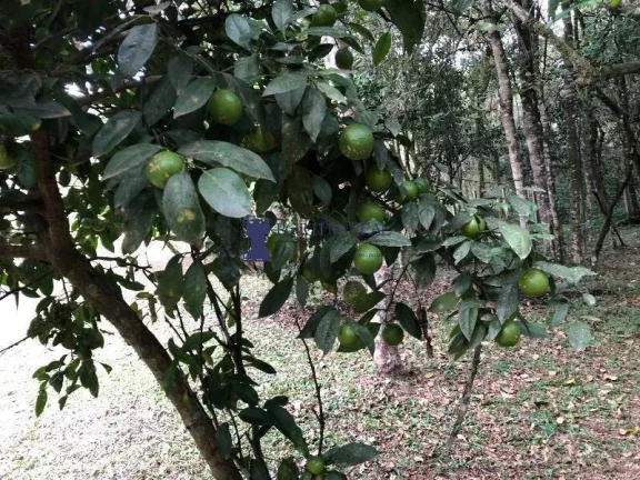 Imagem CHÁCARA NA REGIÃO DO BUGRE EM BALSA NOVA