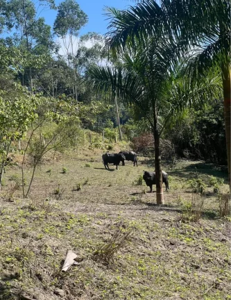 Sítio em Juquiá