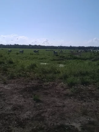 Imagem FAZENDA RURAL em LINHARES - ES, ÁREA RURAL DE LINHARES