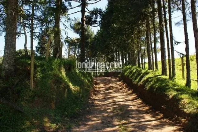 Imagem Chácara à venda 529000M², Zona Rural, Tijucas do Sul - PR