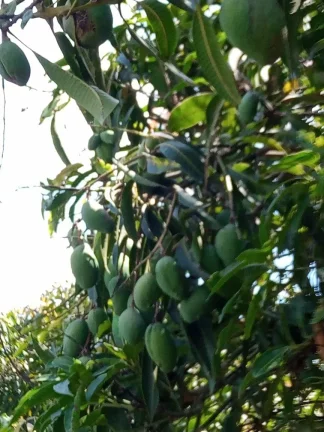 Imagem CHÁCARA FRUTÍFERA COM 1.400 M2 A VENDA NO BAIRRO BOA VISTA DO SILVA - BRAGANÇA PAULISTA
