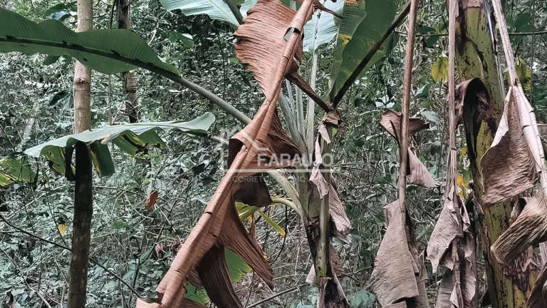 Imagem CHÁCARA PARA VENDA EM ARAÇOIABA DA SERRA, COM ACESSO RAPIDO A SOROCABA-SP