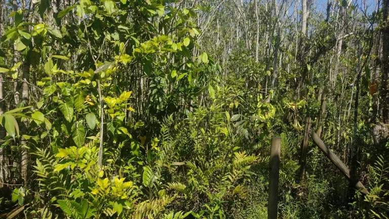 Imagem LOTE DE TERRENO PRAIA ITAMAMBUCA - UBATUBA