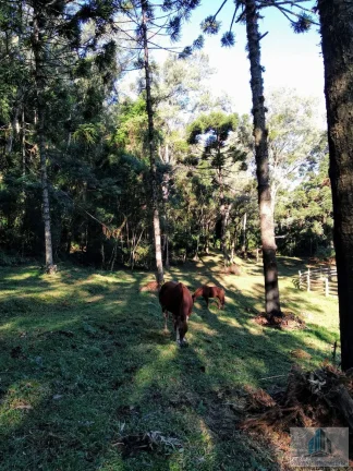 Imagem Sítio com 4 quartos, 6,3 ha, à venda em Morro Reuter - RS