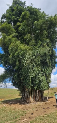 Imagem FAZENDA À VENDA EM DELFINÓPOLIS - MG COM 430 ALQUEIRES