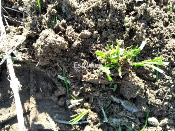 Imagem Propriedade rural com aptidão para produção de arroz, soja e pecuária