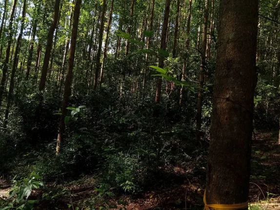 Imagem Venda de Área Rural Reflorestada em União do Oeste - Santa Catarina