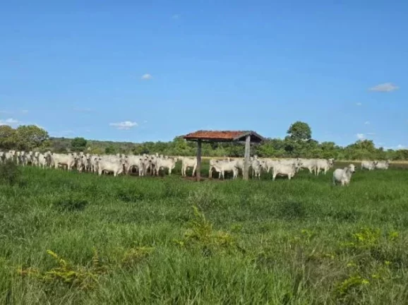 Imagem Oportunidade Única: Fazenda Espetacular à Venda! Mundo Novo GO.