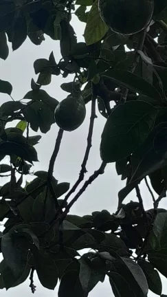 Imagem vende se chácara em Mogi das Cruzes