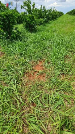 Imagem Fazenda região de Araraquara SP