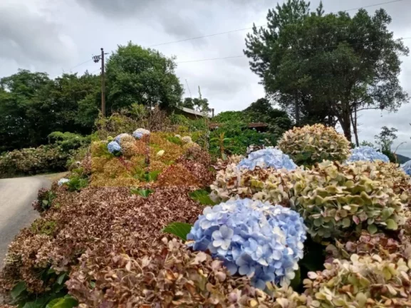 Imagem Fazenda à Venda, 90 m² em Barra Avencal - Rio Dos Cedros