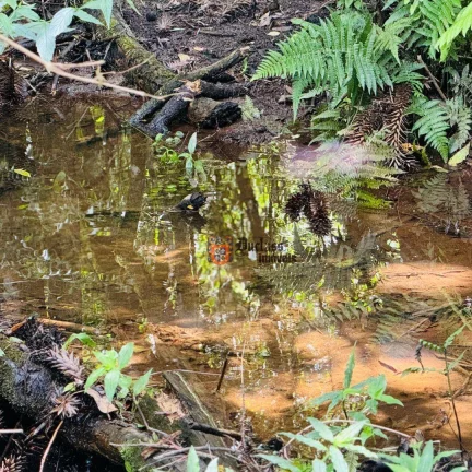 Imagem Área à venda, 13 alqueires paulista por R$ 5.300.000 - São Mateus - Camanducaia/MG