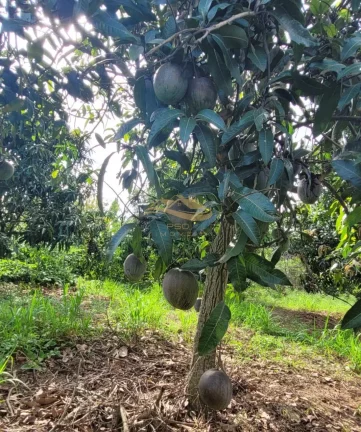 Imagem SITIO RURAL em MONTE MOR - SP, centro
