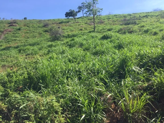 Imagem FAZENDA RURAL em COLATINA - ES, ÁREA RURAL DE COLATINA
