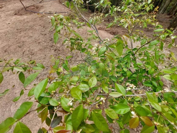 Imagem Terreno no Rancho Maringá - Oportunidade para Criar sua Chácara dos Sonhos