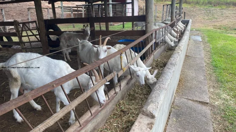 Imagem Chácara para Venda em São Pedro, --------------, 1 dormitório, 1 banheiro, 10 vagas
