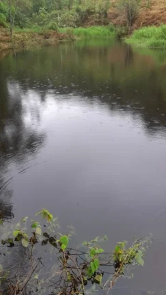 Imagem Sítio para Venda em Sete Barras, Rural