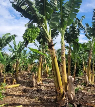 Imagem SITIO RURAL em MONTE MOR - SP, centro