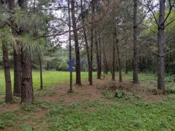 Imagem CHÁCARA EM BALSA NOVA COM 29.342,50M²