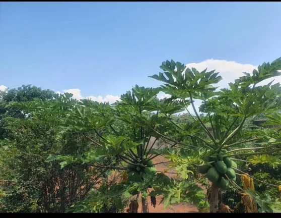 Imagem Chácara Condomínio Estância Tropical (Cristais Paulista)