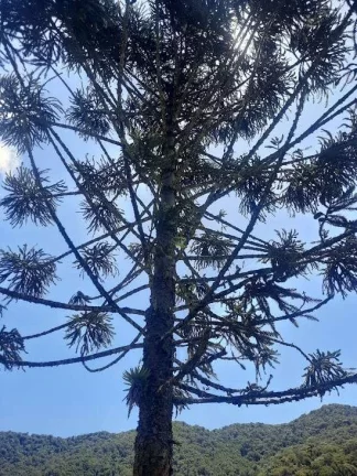 Imagem Área à venda (65,53ha) - Águas Mornas/SC
