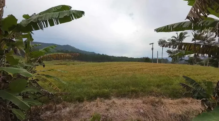 Imagem Sítio com 24.017,00m² com casa construída com 4 dormitórios 3 vagas em Ascurra/SC