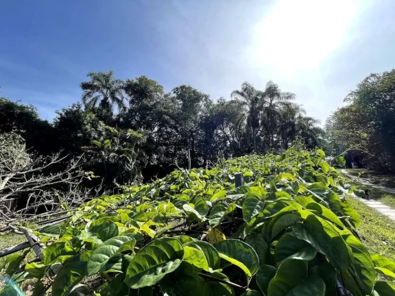 Imagem Lindo sítio no Bom Retiro - Bragança Paulista