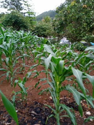 Imagem CHÁCARA FRUTÍFERA COM 1.400 M2 A VENDA NO BAIRRO BOA VISTA DO SILVA - BRAGANÇA PAULISTA