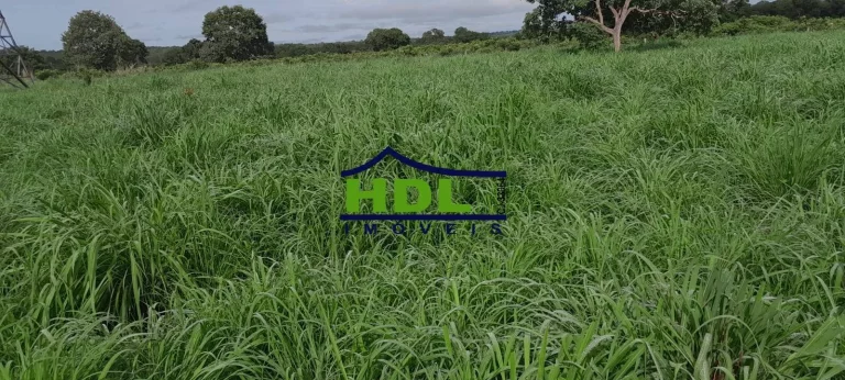 Imagem Fazenda 240 Alqs Dupla Aptidão em Peixe TO