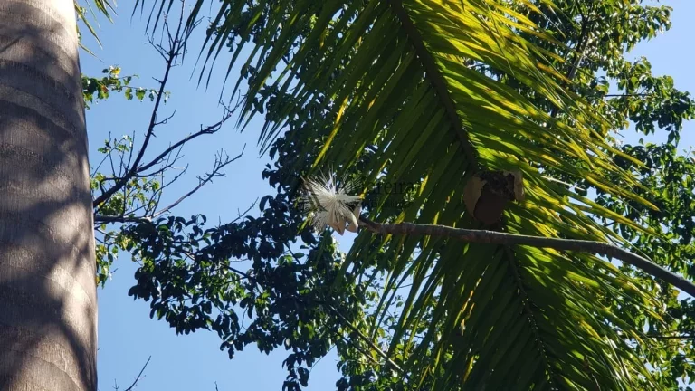 Imagem MARAVILHOSO TERRENO NO PORTAL DOS RESEDÁS