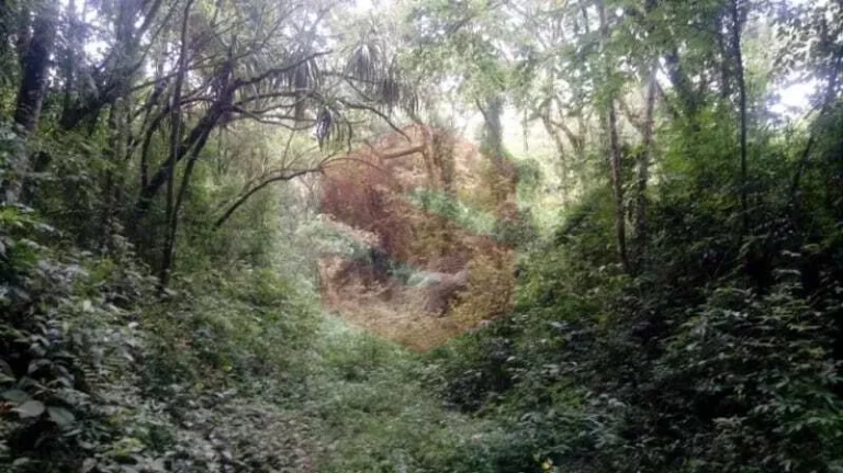 Imagem Chácara à venda em Campo Largo/PR
