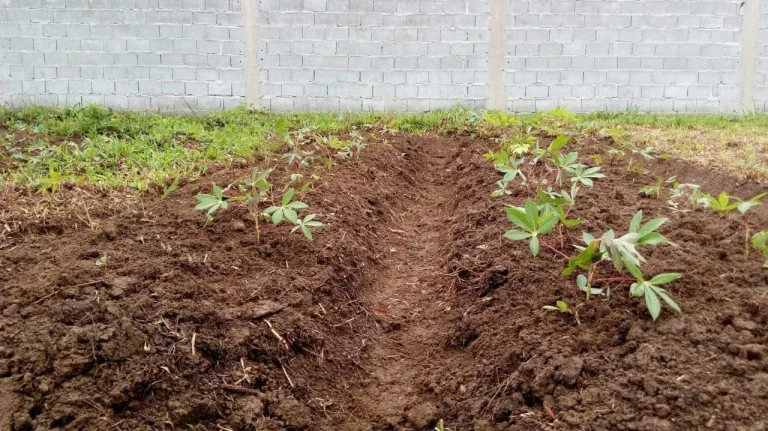 Imagem Terreno no Jardim Silveira - Marsilac