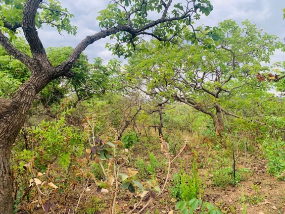 Imagem CHÁCARA DE 4.685,74M².