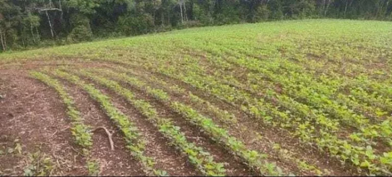 Imagem Chácara à venda em Campo Largo/PR